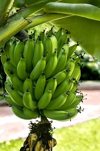 Free green banana image, public domain fruit CC0 photo.