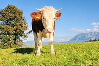 Free cow image, public domain animal CC0 photo.