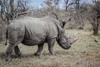 Free rhino image, public domain animal CC0 photo.