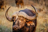 Free African buffalo image, public domain animal CC0 photo.