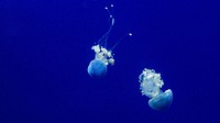 Free two jellyfish image, public domain sea life CC0 photo.