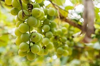 Free green grape image, public domain fruit CC0 photo.