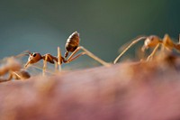 Free red ant image, public domain wildlife CC0 photo.