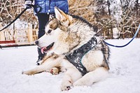 Free husky with leash sitting on snow image, public domain animal CC0 photo.