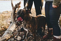 Free staffordshire bull terrier dog going for a walk image, public domain animal CC0 photo.