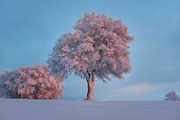 Free lone tree in winter image, public domain botanical CC0 photo.