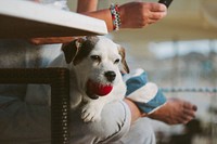 Free dog holding red ball in its mouth while sitting on a woman's lap image, public domain animal CC0 photo.