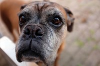 Free close up brown dog's face image, public domain animal CC0 photo.