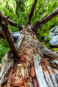 Free close up big tree image, public domain plant CC0 photo.