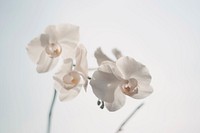 Free white orchid image, public domain flower CC0 photo.