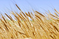 Wheat field. Free public domain CC0 photo.