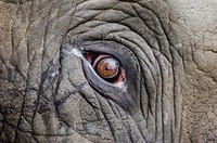 Elephant eye, close up. Free public domain CC0 photo.