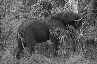 Wild elephant, black and white. Free public domain CC0 photo.