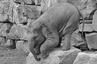 Cute baby elephant. Free public domain CC0 photo.