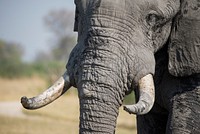 Majestic African elephant in wild. Free public domain CC0 photo.