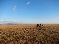 African elephant at the Serengeti. Free public domain CC0 photo.