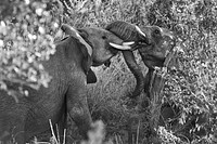 Two elephants play fighting. Free public domain CC0 photo.