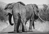 Wild elephant, black and white. Free public domain CC0 photo.