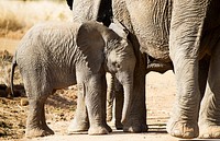 Cute baby elephant. Free public domain CC0 photo.