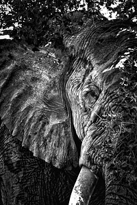 Wild elephant, black and white. Free public domain CC0 photo.