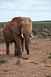 African elephant at the Serengeti. Free public domain CC0 photo.