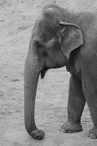 Wild elephant, black and white. Free public domain CC0 photo.