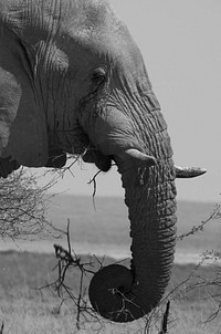 Majestic African elephant in wild. Free public domain CC0 photo.