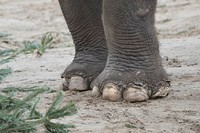 Elephant foot close up. Free public domain CC0 photo.