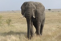 Majestic African elephant in wild. Free public domain CC0 photo.