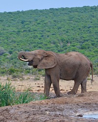 African elephant at the Serengeti. Free public domain CC0 photo.