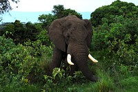 African elephant at the Serengeti. Free public domain CC0 photo.
