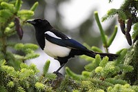 Magpie, bird photography. Free public domain CC0 image.