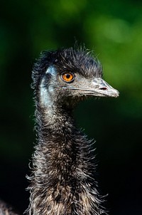 Emu bird, animal photography. Free public domain CC0 image.