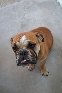 Bulldog sitting. Free public domain CC0 photo.