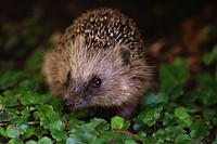 Cute hedgehog, animal image. Free public domain CC0 photo.