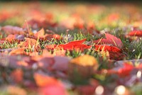 Autumn leaf aesthetic background. Free public domain CC0 photo.