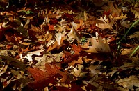 Autumn leaf aesthetic background. Free public domain CC0 photo.