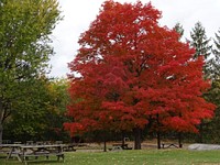 Beautiful Autumn tree background. Free public domain CC0 photo.