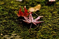 Autumn leaves in Japan, background photo. Free public domain CC0 image.