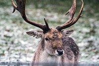 Deer, animal, wildlife background. Free public domain CC0 photo.