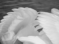 White swan feathers close up. Free public domain CC0 photo.