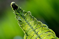 Fern frond background, macro shot. Free public domain CC0 image.