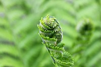 Fern frond background, macro shot. Free public domain CC0 image.