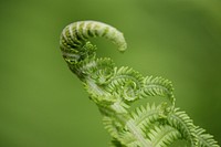 Fiddlehead fern background, macro shot. Free public domain CC0 photo.