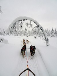 Dogsled on snow. Free public domain CC0 photo.