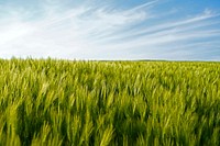 Agricultural wheat field. Free public domain CC0 photo.