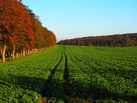 Beautiful Autumn forest background. Free public domain CC0 photo.