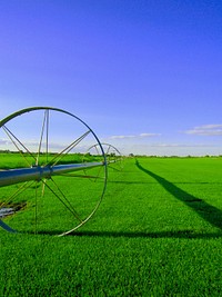 Green grass field. Free public domain CC0 photo.