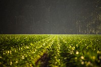 Green field, nature background. Free public domain CC0 photo.