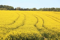 Rape flower. Free public domain CC0 image.